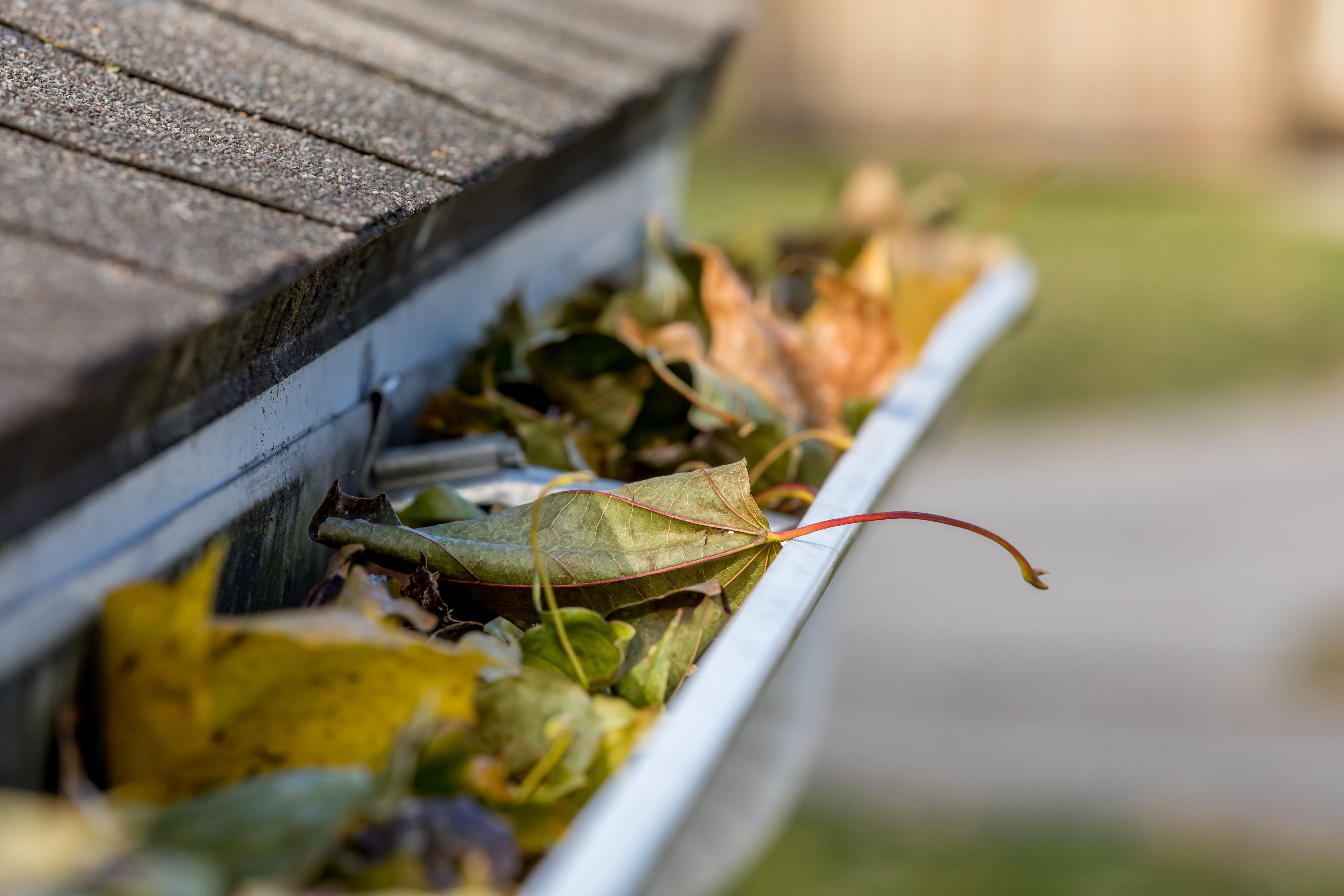 Closeup of house rain gutter clogged with colorful leaves fall f